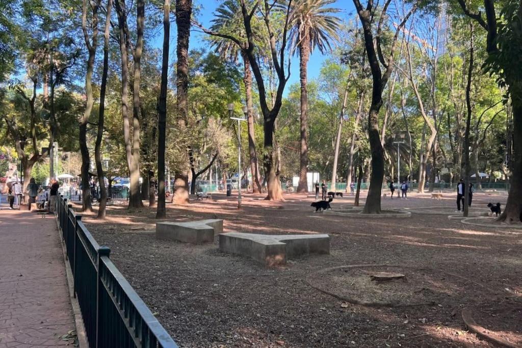 Condesa Residence Amsterdam D Sunny 2Bed 1Bath Apt In Condesa مدينة مكسيكو المظهر الخارجي الصورة